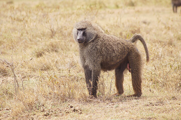Baboon in Lake Nakuru, Kenya