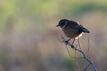 European stonechat (Saxicola rubicola) perches on a branch at sunset on the North Norfolk coast, backlit by the evening sun.