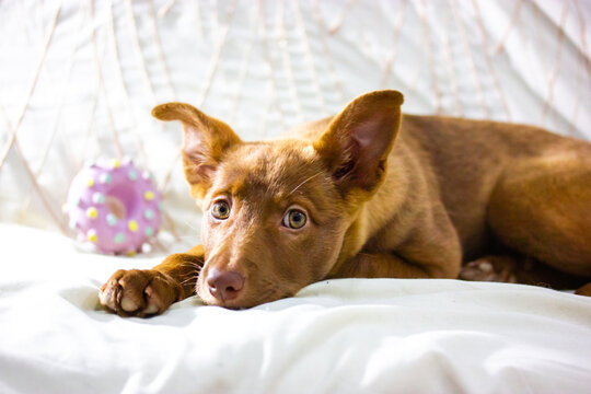 Peluche podenco new arrivals