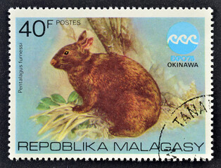 Cancelled postage stamp printed by Malagasy, that shows Amami Rabbit (Pentalagus furnessi), Special...