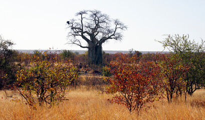 Baobab in the savannah, Kruger National Park, South Africa