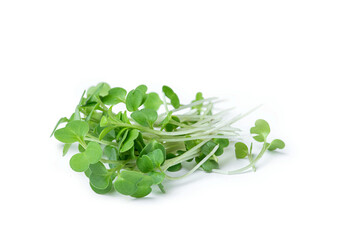 Microgreens on a white isolated background