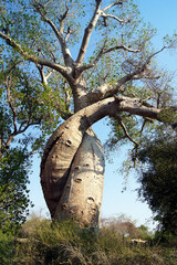 Embraced baobabs near Morondava, Madagascar