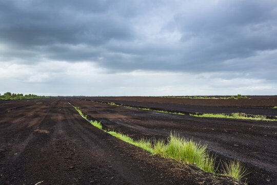 Grass growing out of a drain on an Irish peat bog on a cloudy day in summer; Rathangan, County Kildare, Ireland
