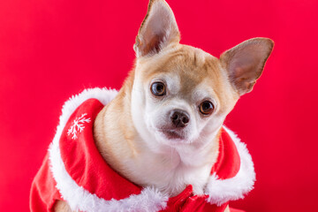 Chihuahua in a christmas dress