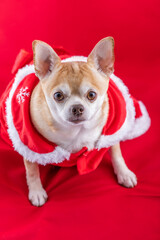 Chihuahua in a christmas dress
