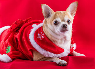 Chihuahua in a christmas dress