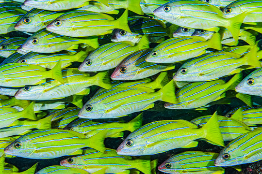 Bluestripe Snappers, Hawaii, USA