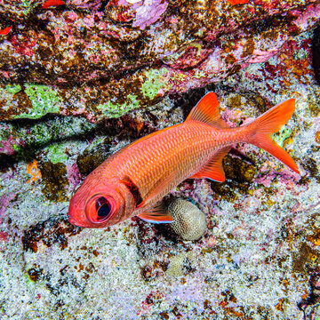 Pearly Soldierfish, Hawaii, USA