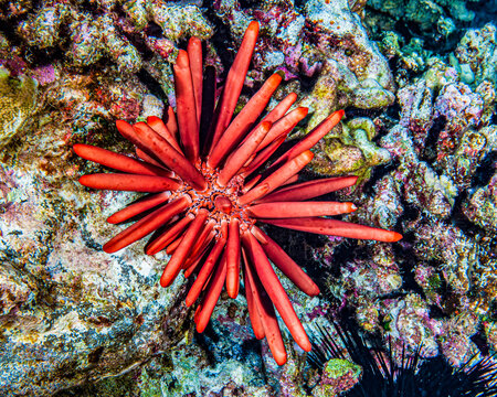 A  Red Slate Pencil Urchin (Heterocentrotus mamillatus) rests on Molokini Backwall which is located offshore of Maui; Hawaii, United States of America