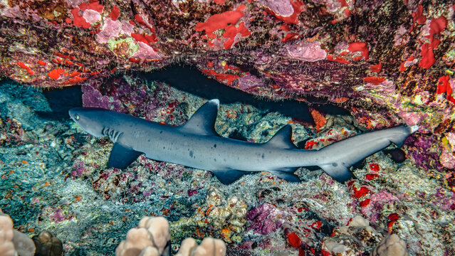 Whitetip Reef Shark (Triaenodon obesus) resting under an overhang in Molokini's backwall. This is located offshore of Maui. The Hawaiian name is Mano lalakea; Maui, Hawaii, United States of America