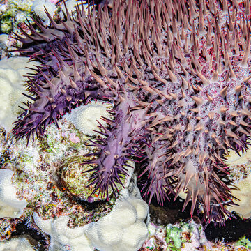 Crown-of-Thorns Starfish, Hawaii, USA