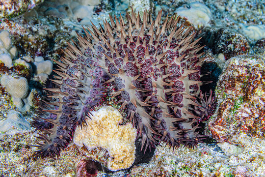 Crown-of-Thorns Starfish new arm, Hawaii, USA