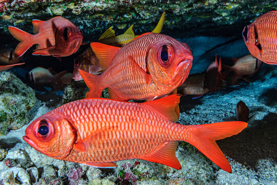 Bigscale and Brick soldierfish (Myripristis berndti and M. amena) hanging out beneath an overhang on Molokini Backwall offshore of Maui; Molokini Crater, Maui, Hawaii, United States of America