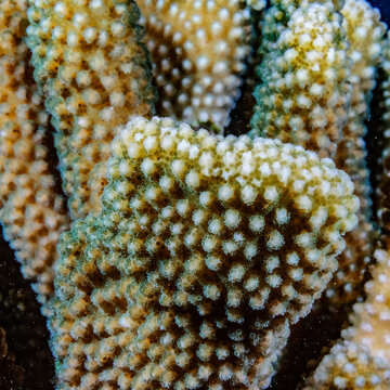 Antler Coral close up, Hawaii, USA