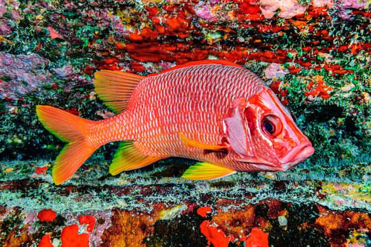 Sabre Squirrelfish (Sargocentrum spiniferum) positioned under an overhang on the backwall of Molokini Crater; Maui, Hawaii, United States of America