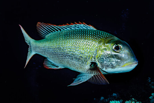 Adult Bigeye Emperor (Monotaxis grandoculis) that was photographed underwater at Molokini Crater, near Maui; Molokini Crater, Maui, Hawaii, United States of America