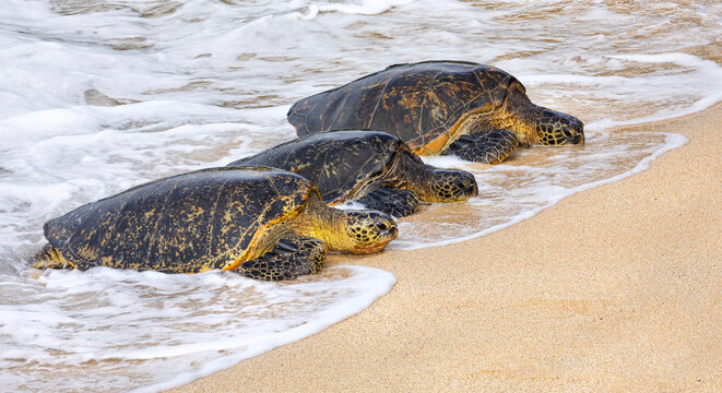 Three Green sea turtles (Chelonia mydas) lying in a row on the beach in the surf; Kihei, Maui, Hawaii, United States of America