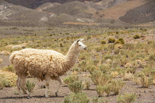 White llama (Lama glama) walking across the frame from left to right, desert hills in the background; Atacama, Chile