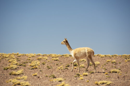 Guanaco (Lama guanicoe) walking from right to left against blue sky in the desert; Atacama, Chile