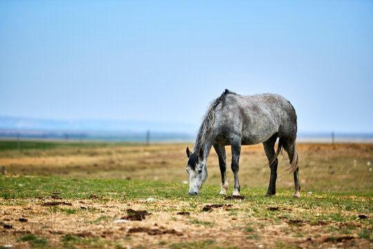 A grey horse eating in a pasture with straw on the ground, an open blue sky behind and a fence line on the horizon; Eastend, Saskatchewan, Canada