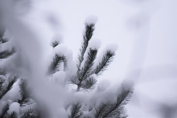 Choinka w śniegu, winter landscape © Magorzata