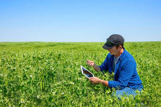 Farmer crouching in a pea field using a tablet and inspecting the yield; Alberta, Canada