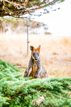 Portrait of a Wallaby sitting on grass under a tree; Phillip Island, Victoria, Australia