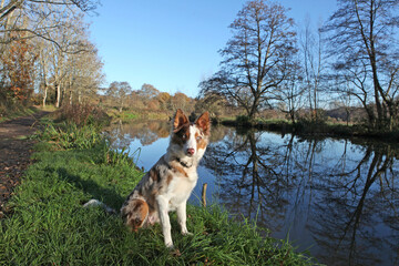 A tri colour red merle border collie seven month old puppy, stood on a riverbank.
