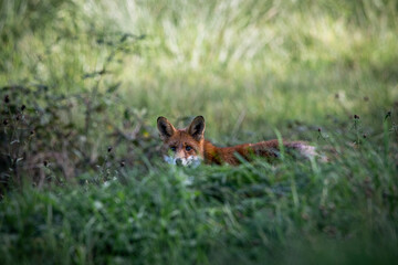 red fox vulpes