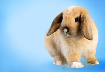 Cute small baby rabbit bunny on color background