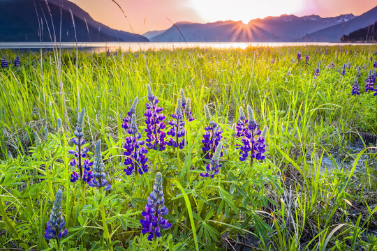 Sunset over Lupine (Lupinus arcticus) field at Turnagain Arm, Chugach Mountains in the background, South-central Alaska in summertime; Portage, Alaska, United States of America