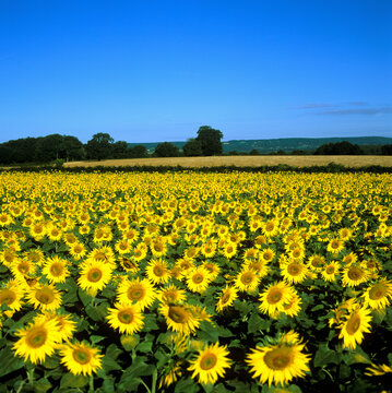 Sunflower Field, Bourgogne, France