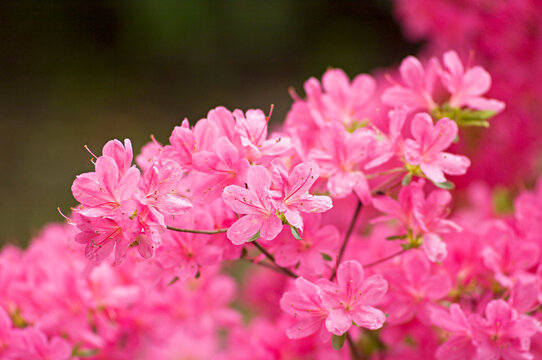 Azalea in Bloom, Botanic Garden, Madrid, Spain