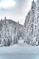 Zwei Skitourengeher in den bayerischen Alpen im tief verschneiten wald