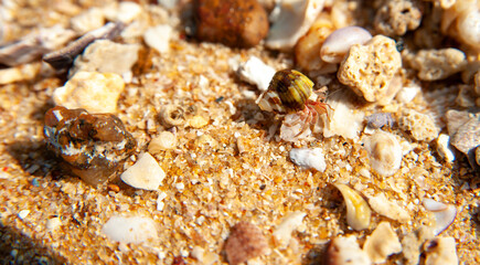 Little hermit crab crawling to the sea over little rocks and sands on the shore of the beach