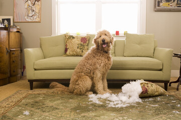 Golden Doodle Dog Chewing Up Sofa Cushion