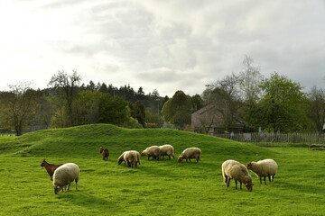 Petit troupeau de moutons dans un grand enclos sous un ciel gris à Han-Sur-Lesse