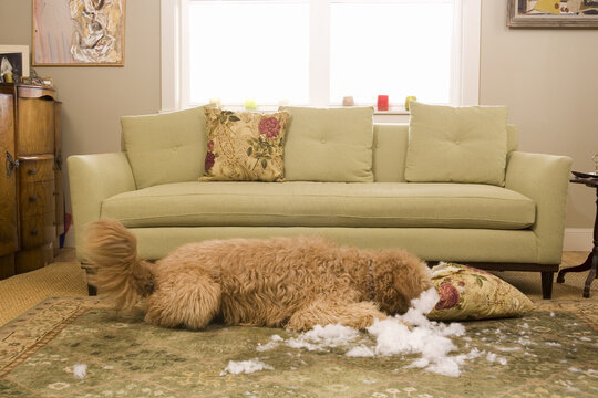 Golden Doodle Dog Chewing Up Sofa Cushion