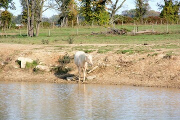 Fototapeta na wymiar white horse in the fieldWhite horse at a water hole