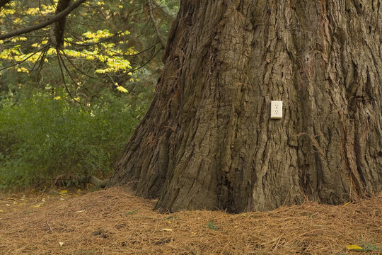 Electrical Outlet on an Old Cedar Tree