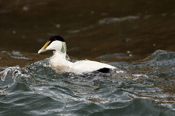Eider Duck Swimming in Burghead Harbour