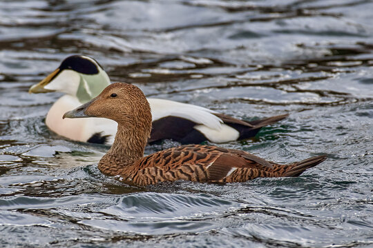 Eider Duck Swimming in Burghead Harbour