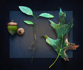 Three Stages of Oak Tree Growth with Acorn, Root and Leaf