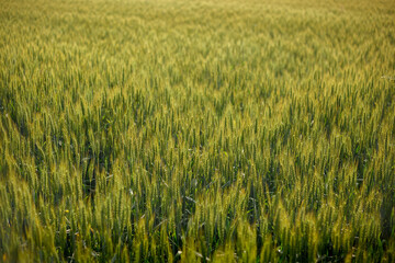 wide angle of green ears of wheat in a vast field