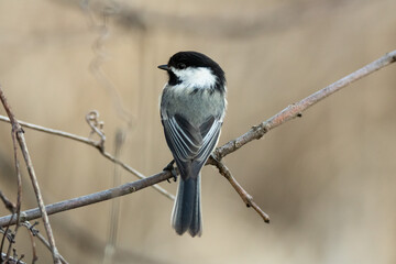 Black-capped chickadee perched on a tree branch