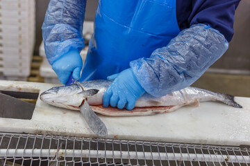 A fish factory worker cuts off the head of a salmon with a knife.
