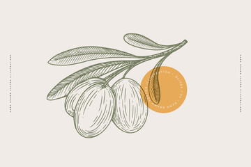 Hand-drawn olive branch with fruits and leaves in engraving style. The concept of organic products. Can be used for cosmetics, menu and packaging design. Vintage botanical illustration.
