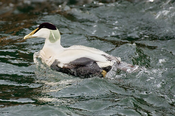 Eider Duck swimming in water