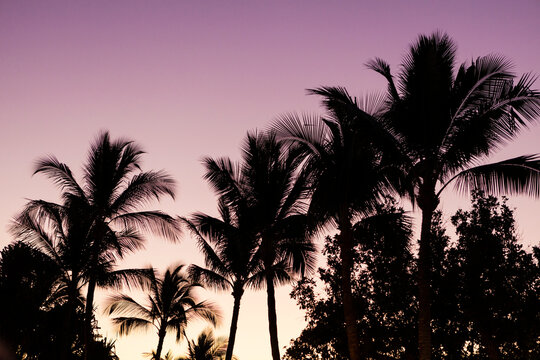 Silhouette of Palm Trees at Sunset, Wailea, Maui, Hawaii, USA